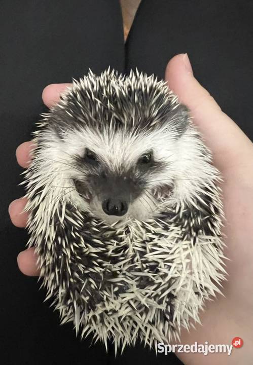 Jeż pigmejski jeże pigmejskie transport kraj Poznań