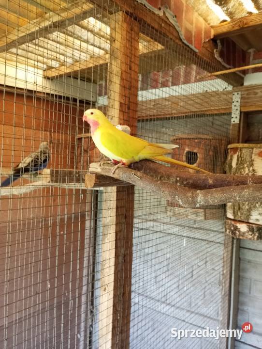 Księżniczka Walii samiec Zwierzęta Grodzisk Wielkopolski sprzedam