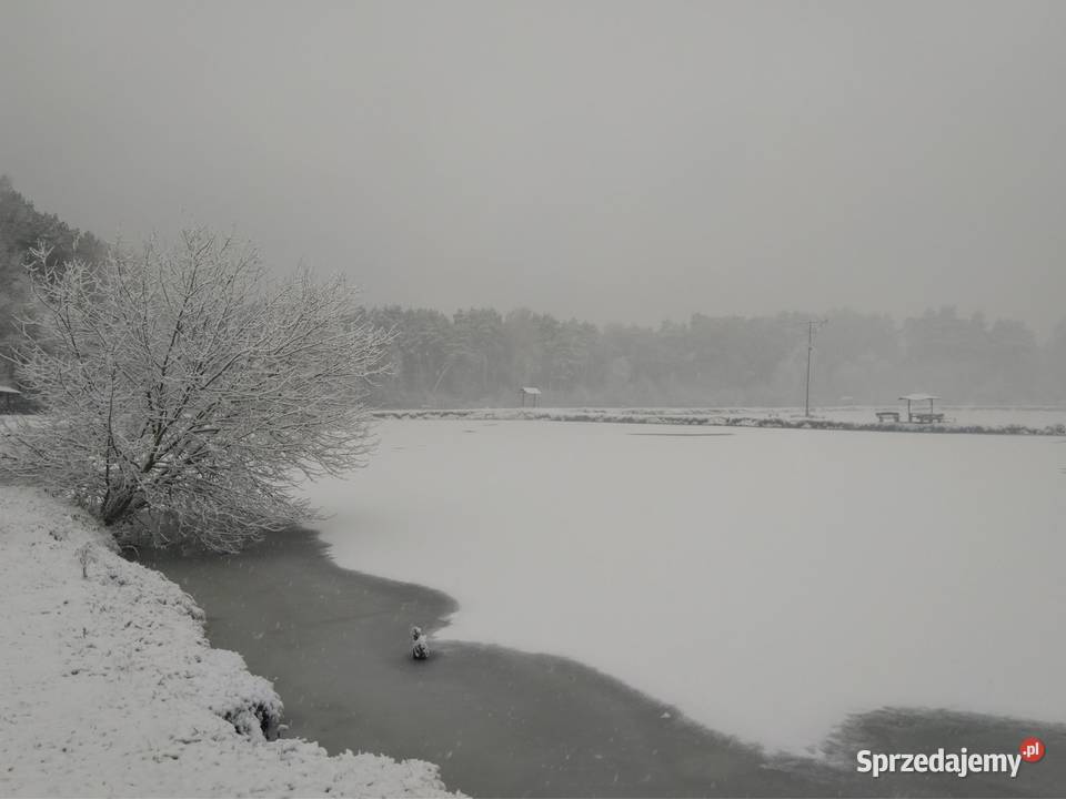 Stawy hodowlane rybne las działka 542 ha Działka sprzedam