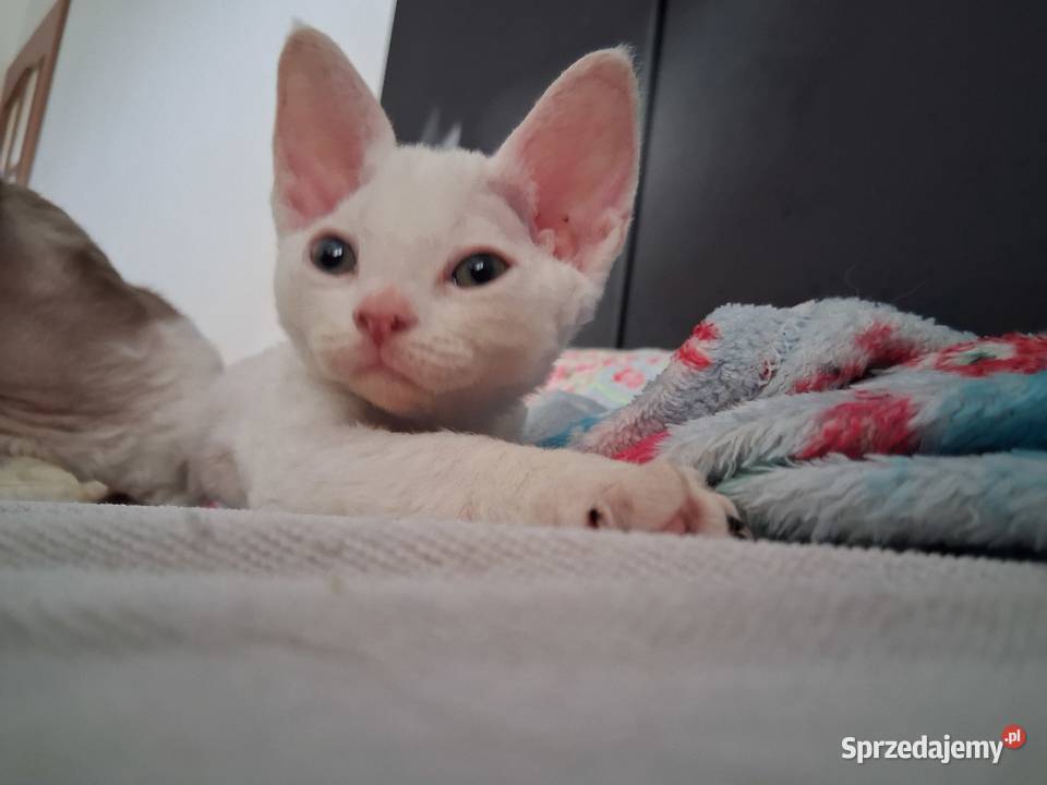 BiaŁa dziewczynka devon rex FPL Wrocław sprzedam