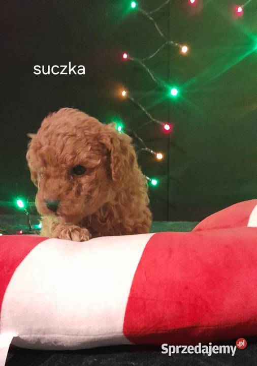 Cavapoo f1b Józefów nad Wisłą