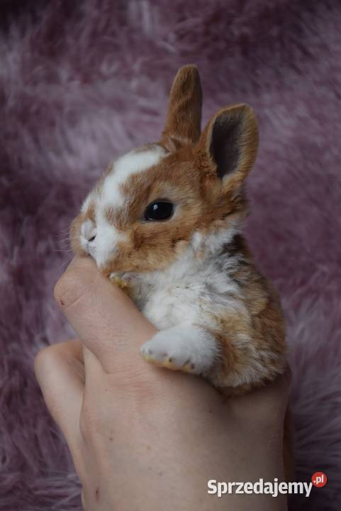 Karzełek rex króliki karzełki Mini sprzedam