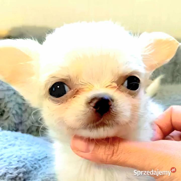 Sprzedaż Chihuahua Zgierz sprzedam