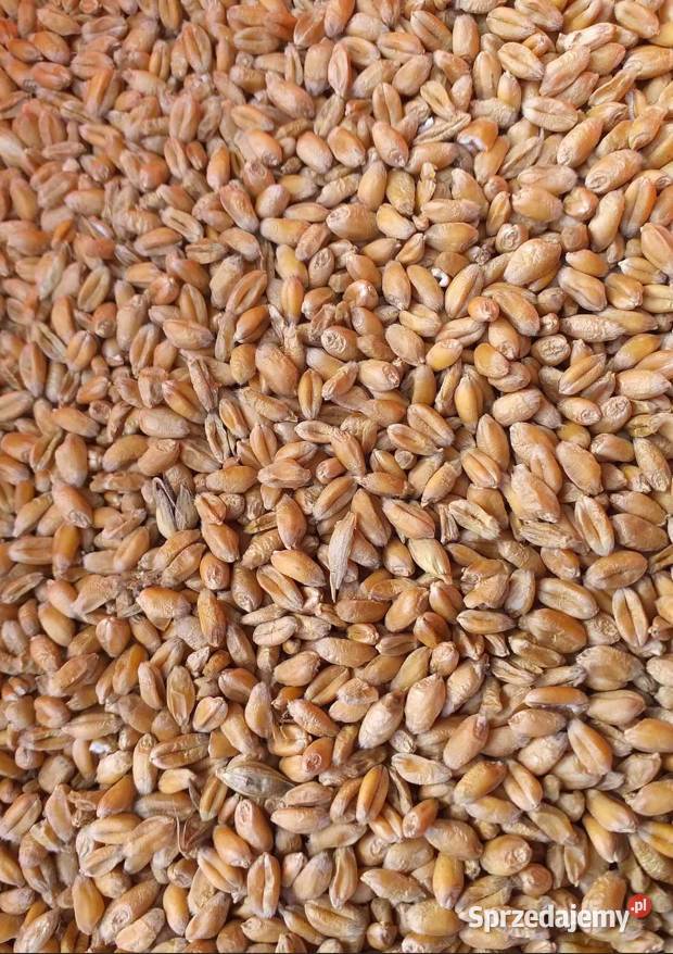 Pszenica ozima Patras mazowieckie sprzedam