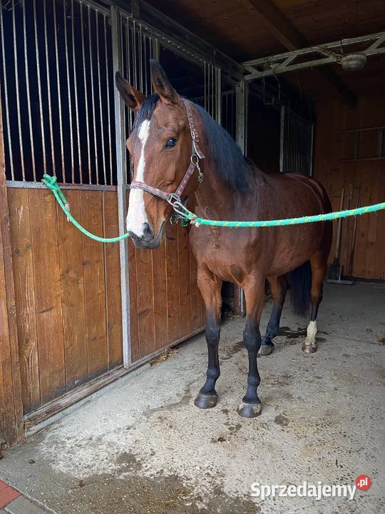 Klacz 13 lat Konie Rzuchowa sprzedam