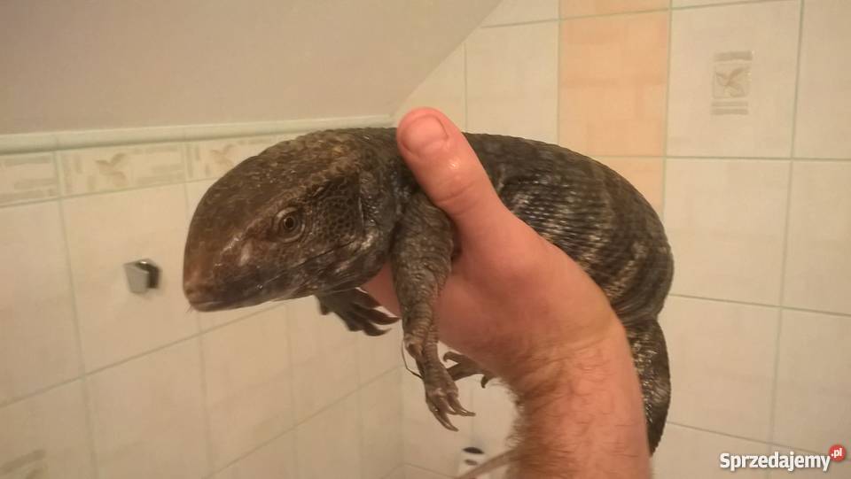 sprzedam warana stepowego łódzkie Łódź