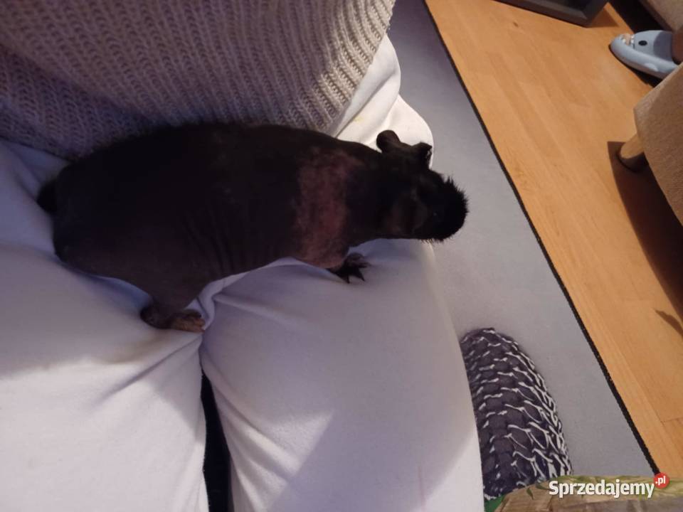 Świnka Skinny Korsze