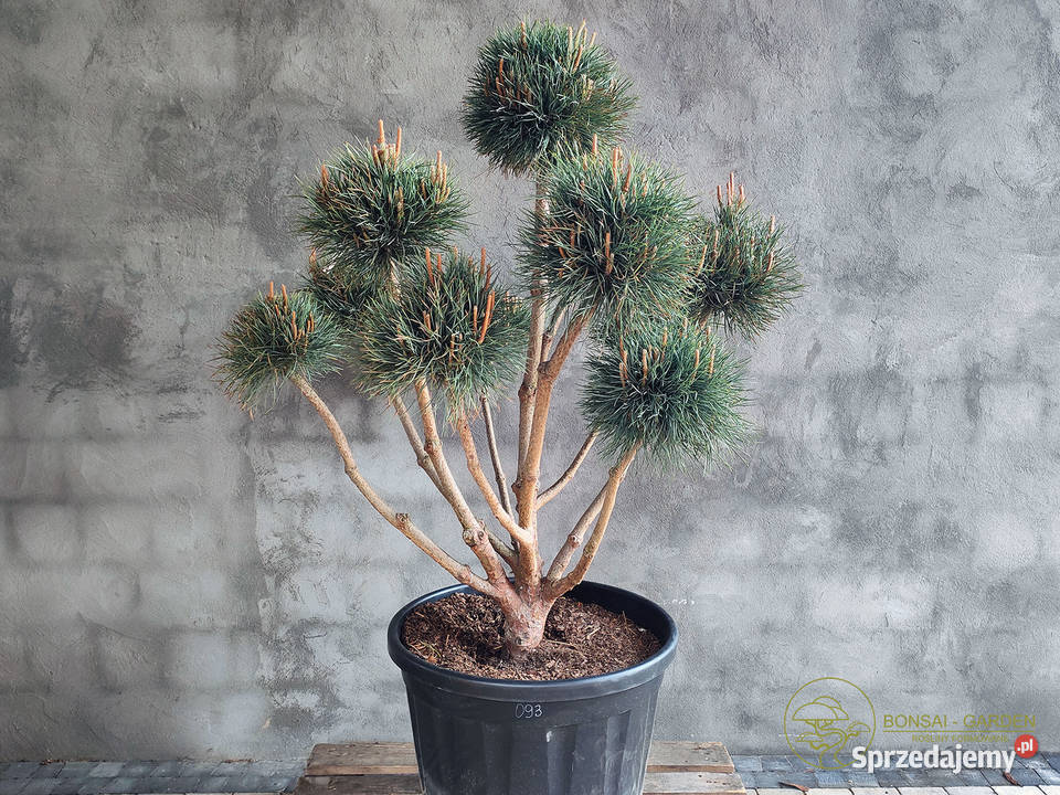 Sosna pospolita formowana 093 NIWAKI BONSAI Łódź sprzedam