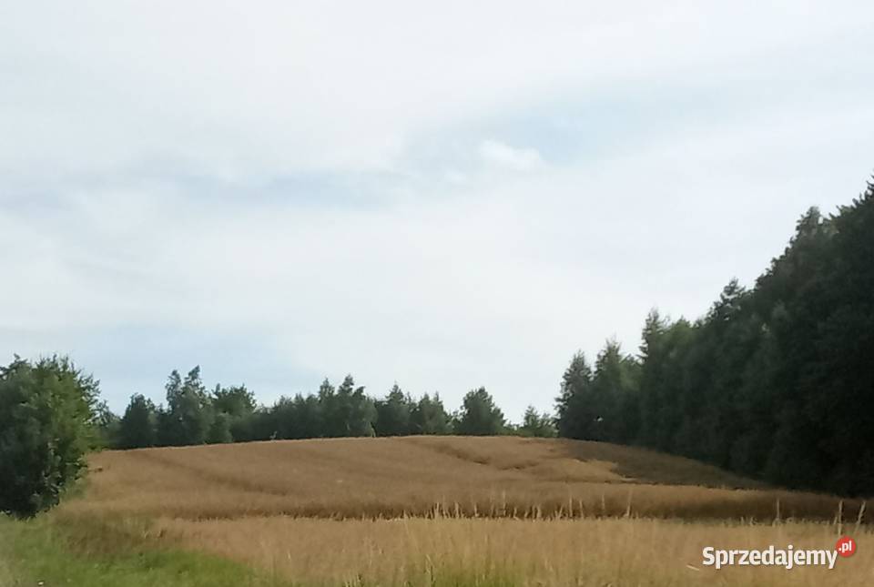 Sprzedam pole PodwysokieGóra Podwysokie