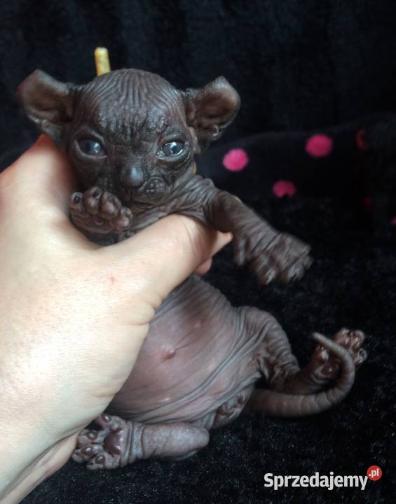 Sfinks SPH Sphynx Cattery DeTrojanS Warszawa