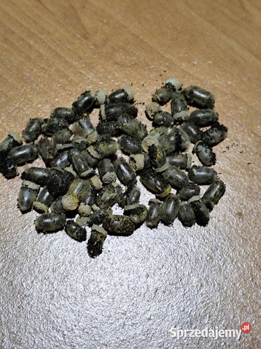 Murarka ogrodowa kokony zapylanie pszczoły Skoczów sprzedam