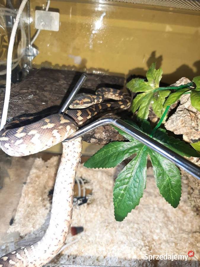 Wąż nadrzewny Wąż niezbozowy Płock sprzedam
