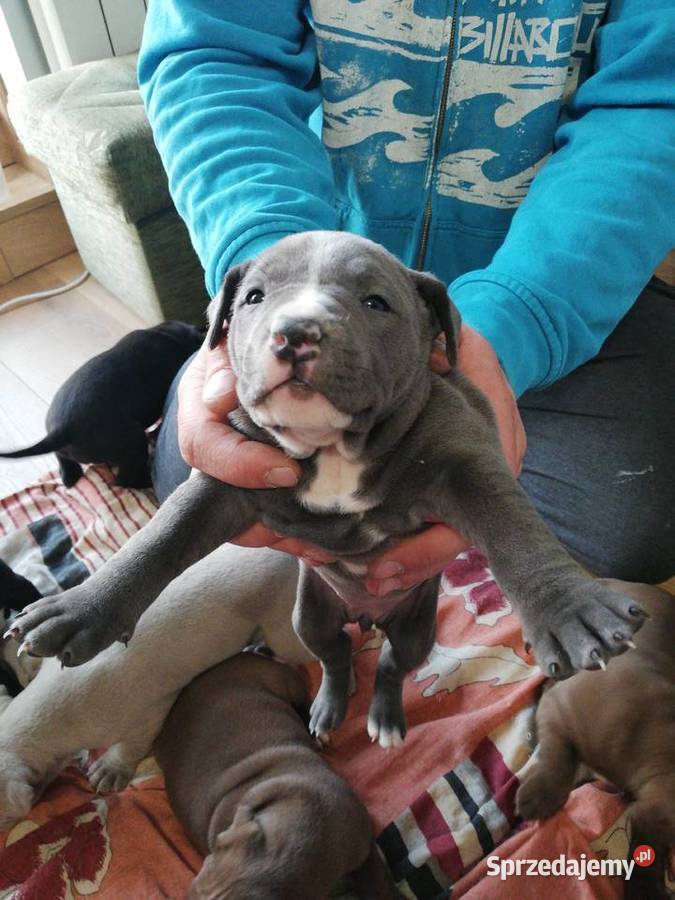 American Pitbull Terier Ciechanów