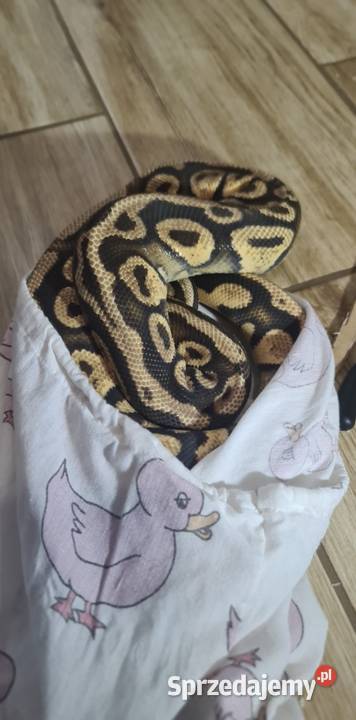 Pyton królewski samce Dorożki