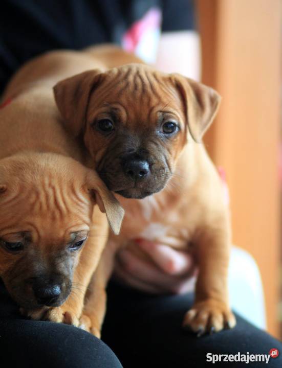 Staffordshire bull terrier staffik stafik Maków Mazowiecki