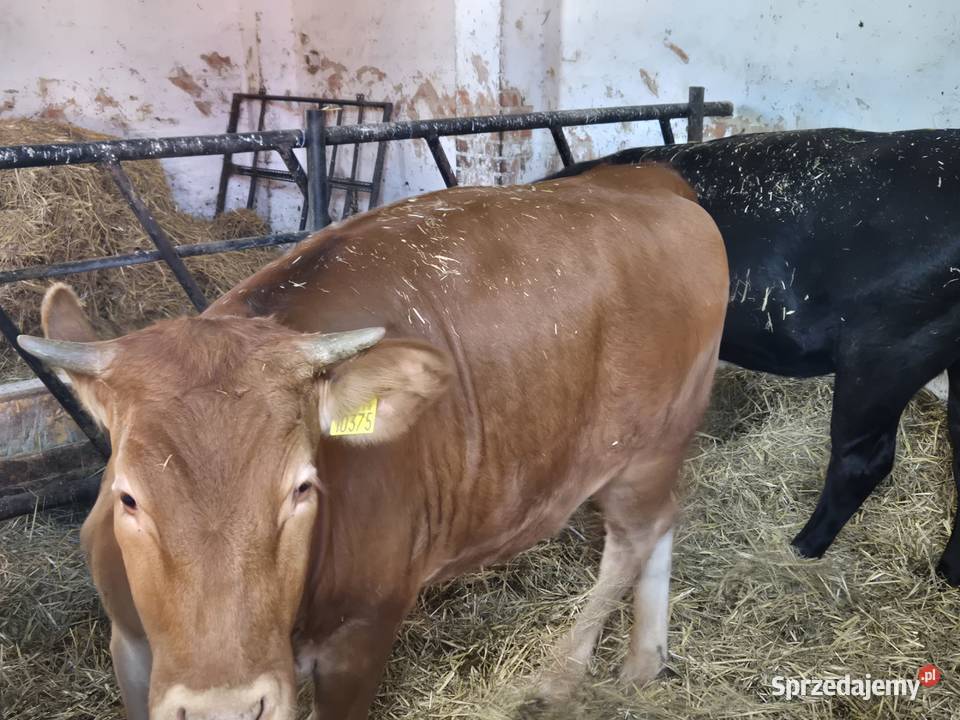 Jałówki limuze angus odsadki Siechnice