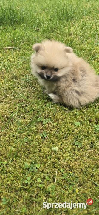 Pomeranian szpic miniaturowy na kolanka Półchleb