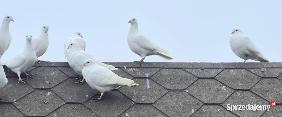 Gołębie białe pocztowe Węgra sprzedam