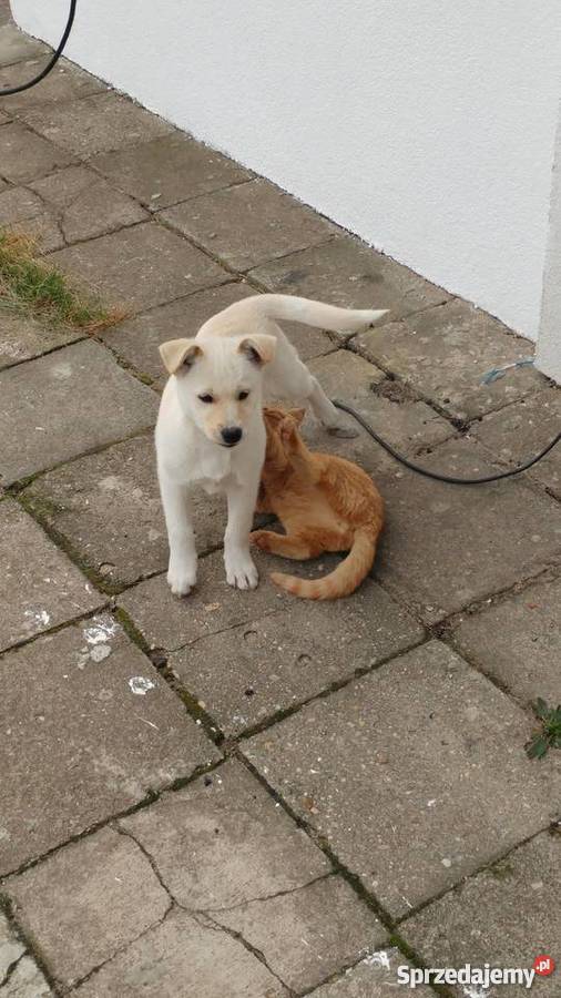 Oddam suczkę w ręce Pozostałe lubuskie Gorzów Wielkopolski