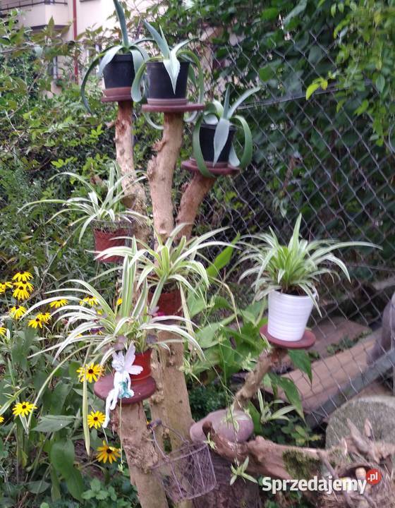 Wiciokrzew żółty x2 sztuki świetny Przemyśl