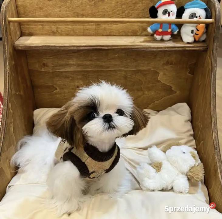 Nowy sweterek ubranko psa GG Gucci SM Warszawa