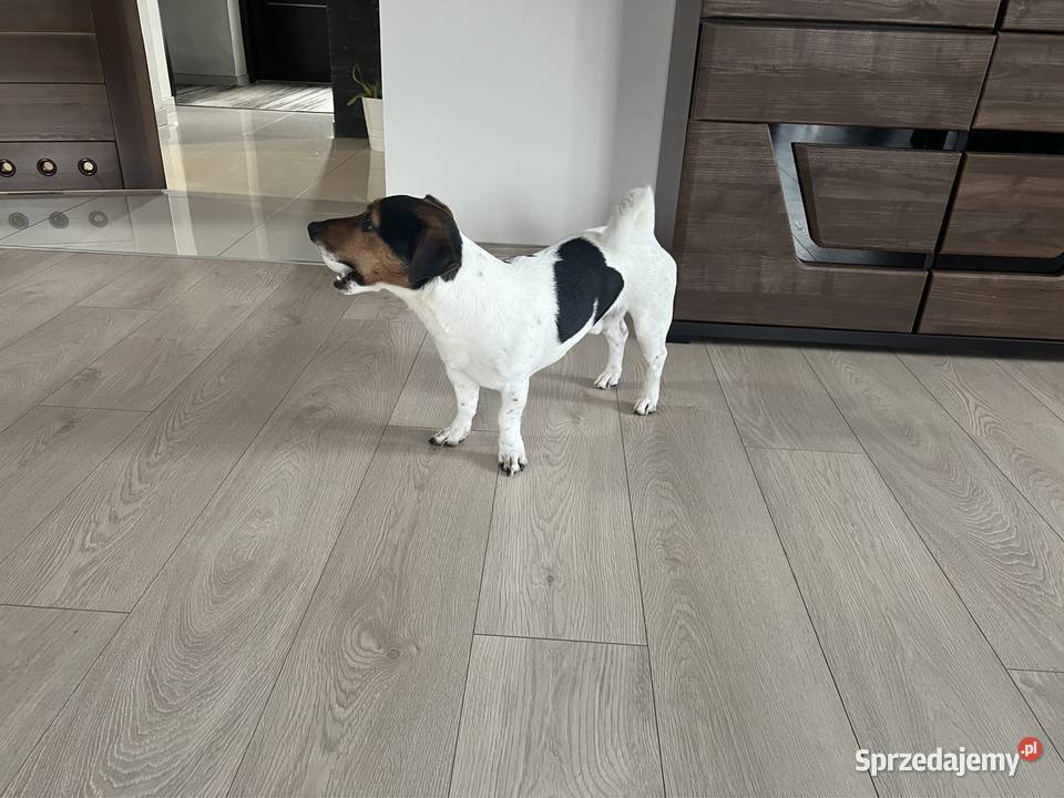 Jack russell terrier reproduktor Janów Lubelski sprzedam
