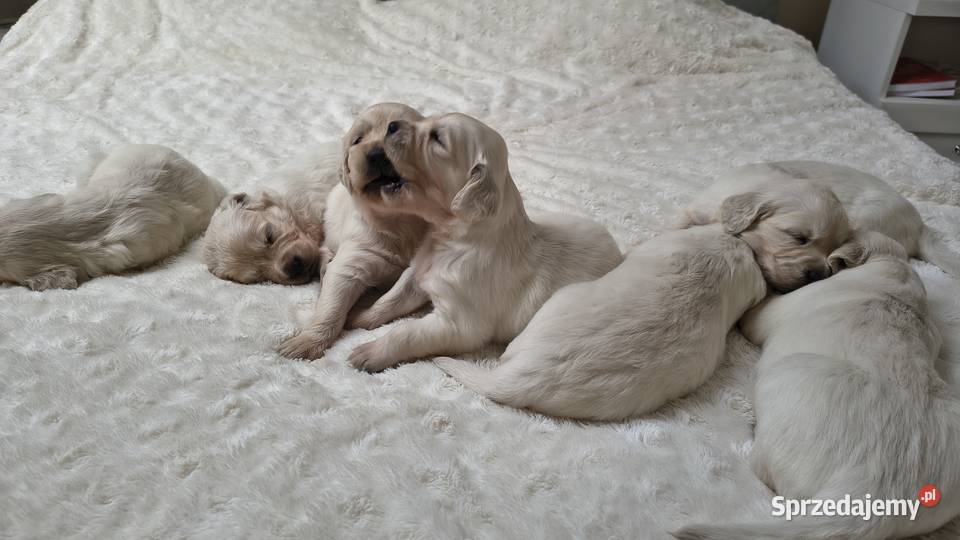 Szczenię Golden retriever Rusowo sprzedam