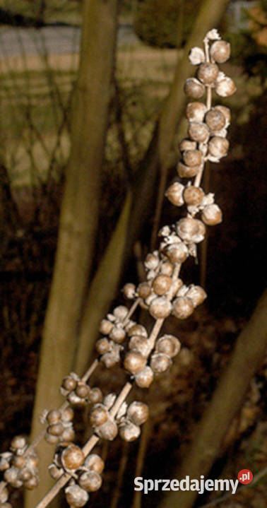 WITEKS Vitex negundo sadzonki w doniczkach Ustronie