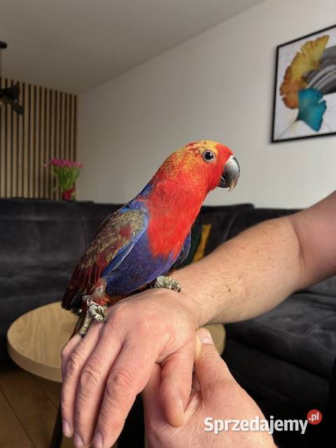 LORA WIELKA samica wykarmiona ręcznie oswojona wielkopolskie Rawicz