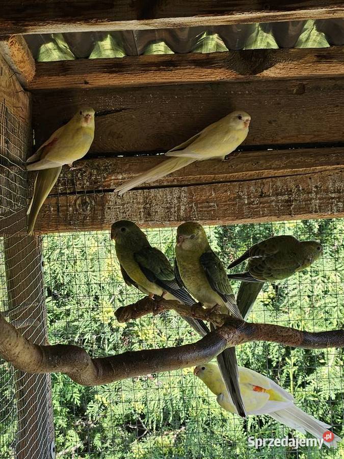 Sprzedam świergoty i barabandy Koźminek sprzedam