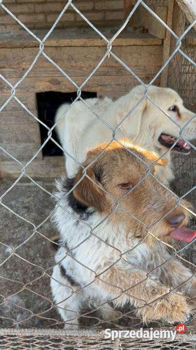 Oddam foxteriera Ludwin