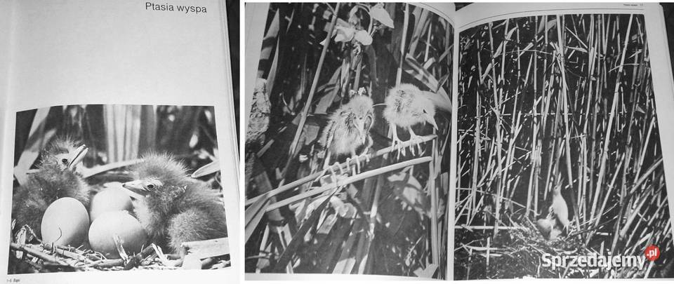 Film i fotografia Włodzimierz Puchalski sprzedam