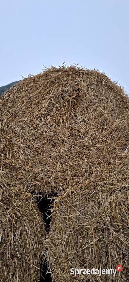 Słoma 120120 Kolonia Pęcławska