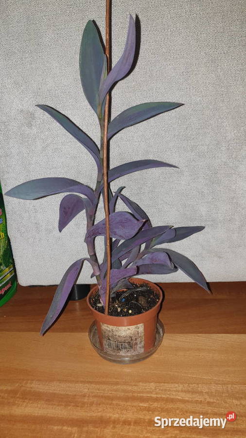 Trzykrotka setkrezja purpurowa do ogrodu na Warszawa