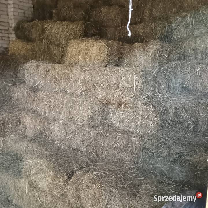 Pszenżyto siano kostki sprzedam Kowala sprzedam