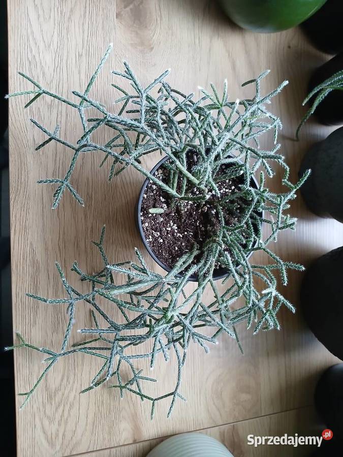 Rhipsalis Pilocarpa patyczak Częstochowa