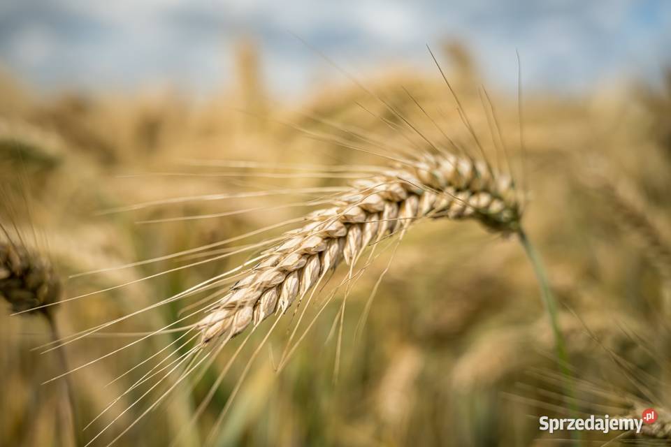 Jęczmień ozimy SY Baracooda Pod Skałą sprzedam