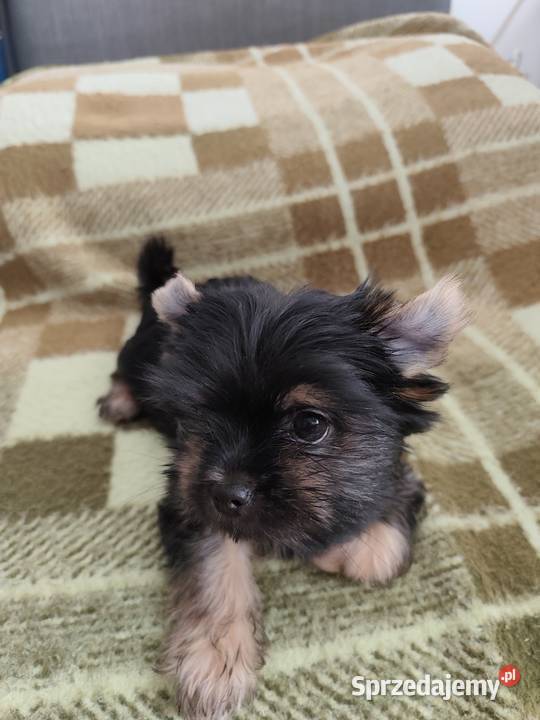 York terrier