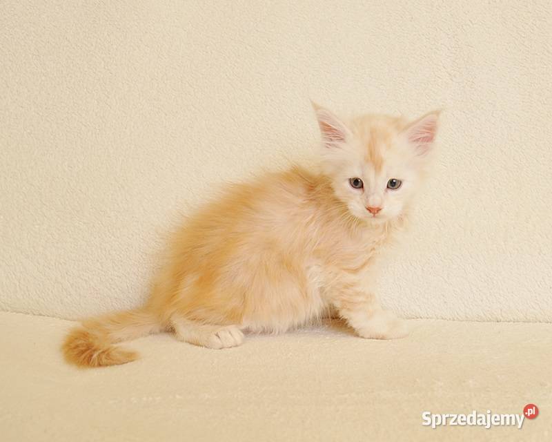 Przepiękny biszkoptowy kocurek z Rodowodem Maine Coon Białystok