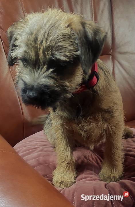 Border terrier suka FCI Zagraniczne krycie Czyżemin