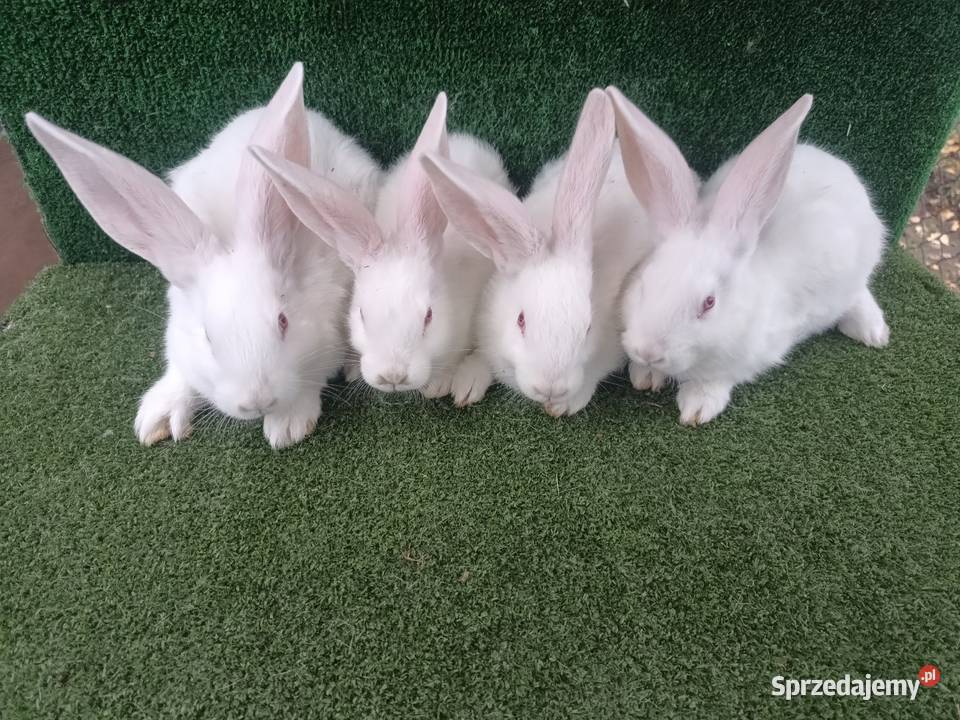 Króliki mieszańce Belgtermondzki biały