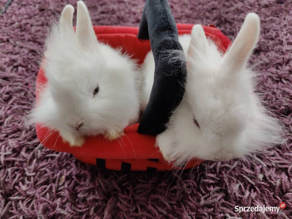 Królik miniaturka karzelek Teddy Białystok sprzedam