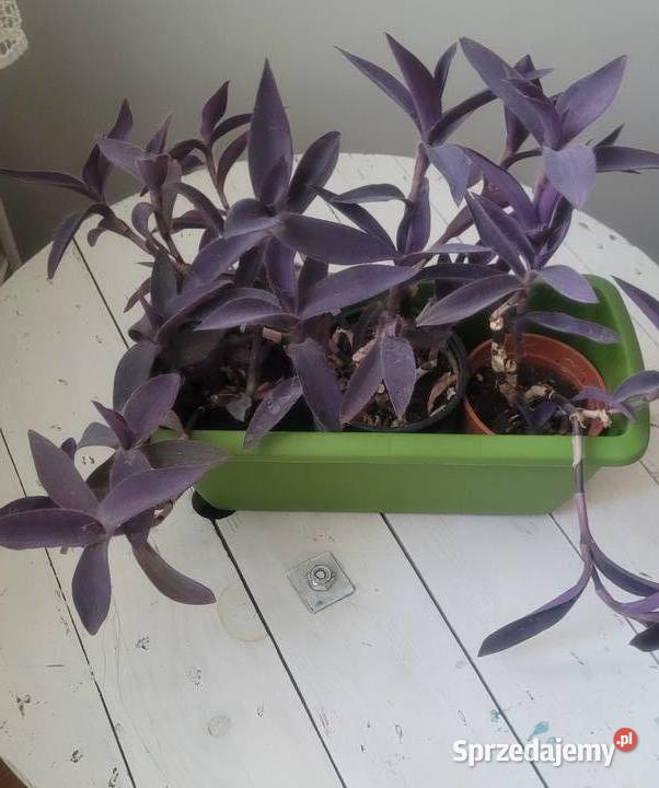 Zielistka i inne kwiaty doniczkowe Pozostałe Łódź