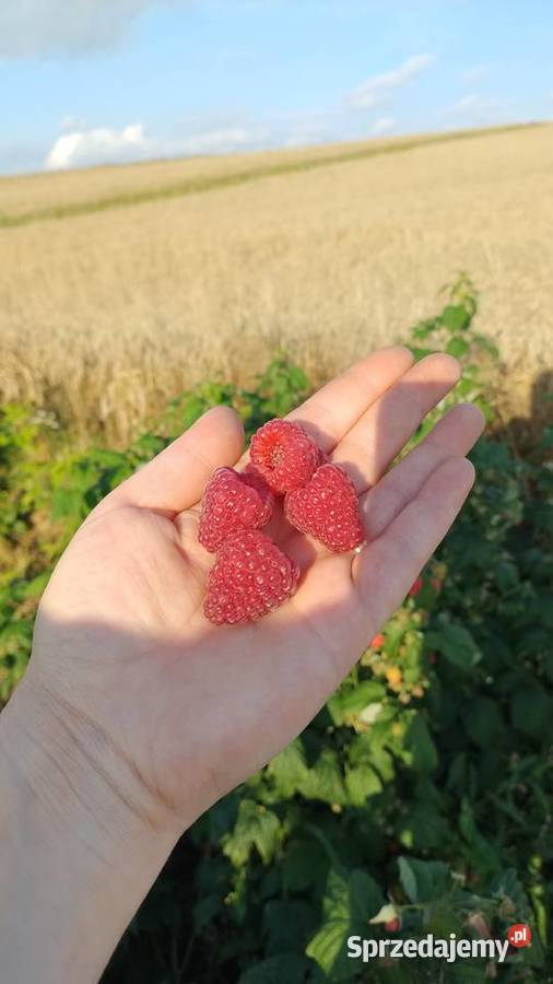 Sadzonki malinPolana Duże soczyste słodkie owoce Roźwienica