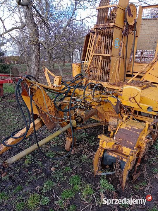 Klaine nieuszkodzony Zarzecze