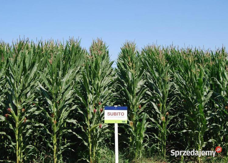 Materiał siewny kukurydza SU Subito FAO 260 na Radom
