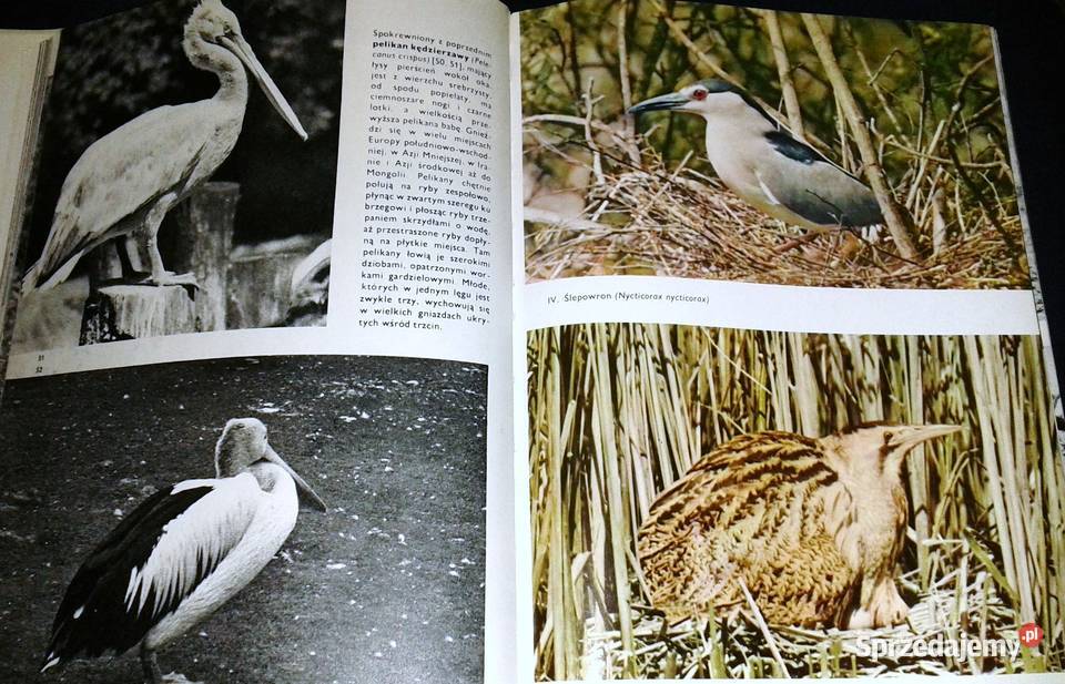 Wielki atlas ptaków Jan Hanzak Książki i Podręczniki Chełm
