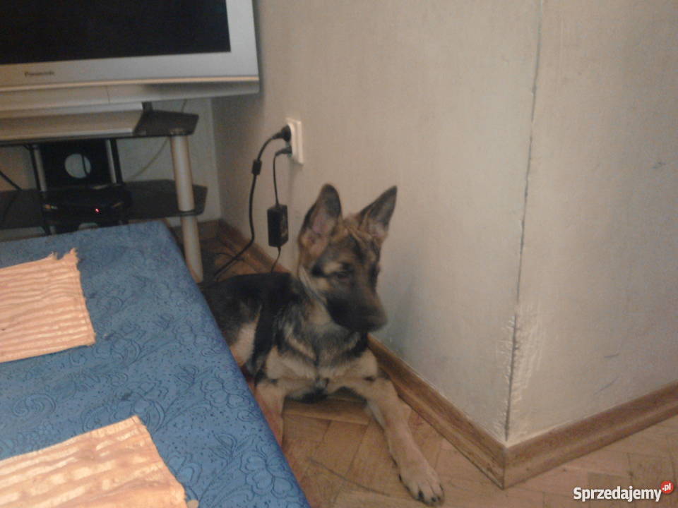 owczarek niemiecki 4 miesięczny Psy Warszawa