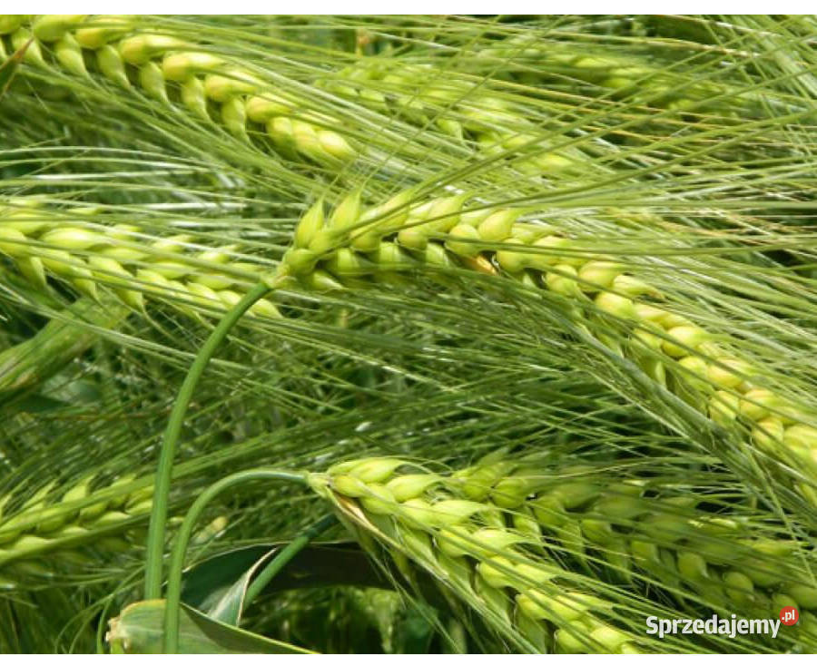Materiał siewny jęczmień hybrydowy SY Baracooda Ostróda sprzedam
