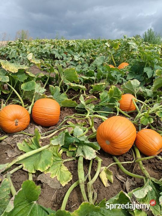 Dynia premium halloween ozdobna 510 Katowice